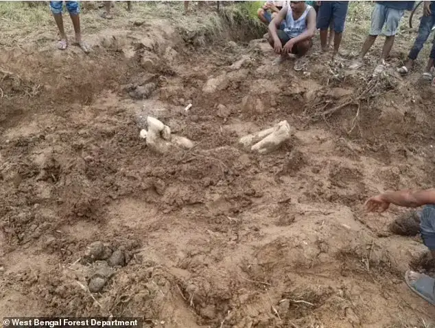 Похороненный слонёнок.