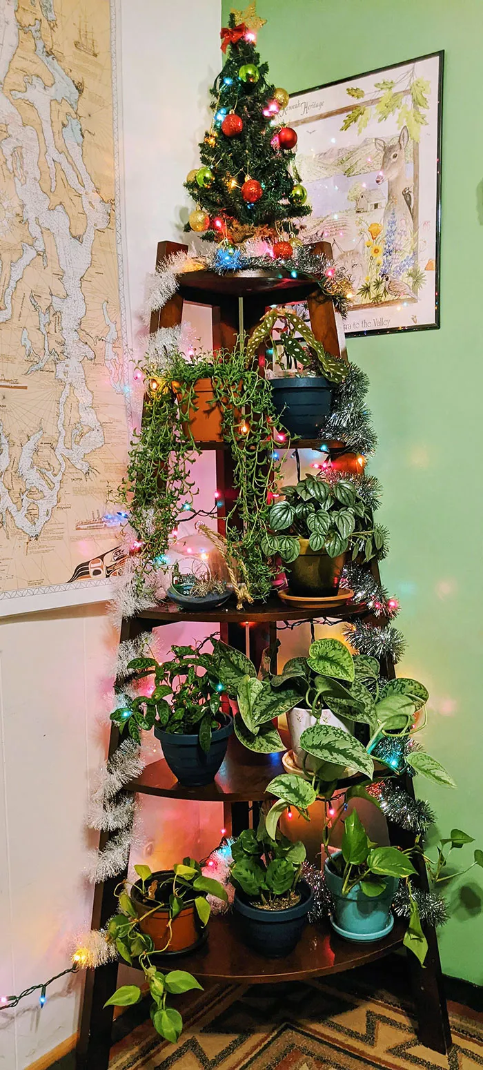 «Вчера вечером я наконец-то установила рождественскую елку».