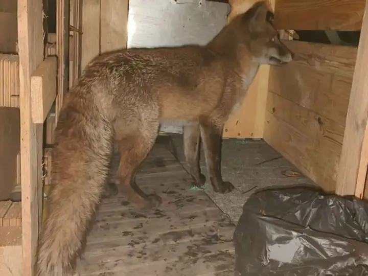 Лису обнаружили внутри грузового судна.