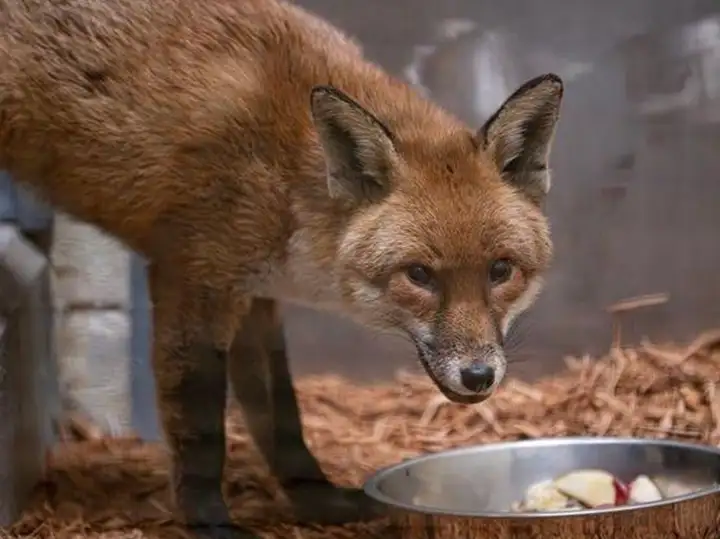 Сейчас с животным всё хорошо - он в карантине в Бронксском зоопарке.