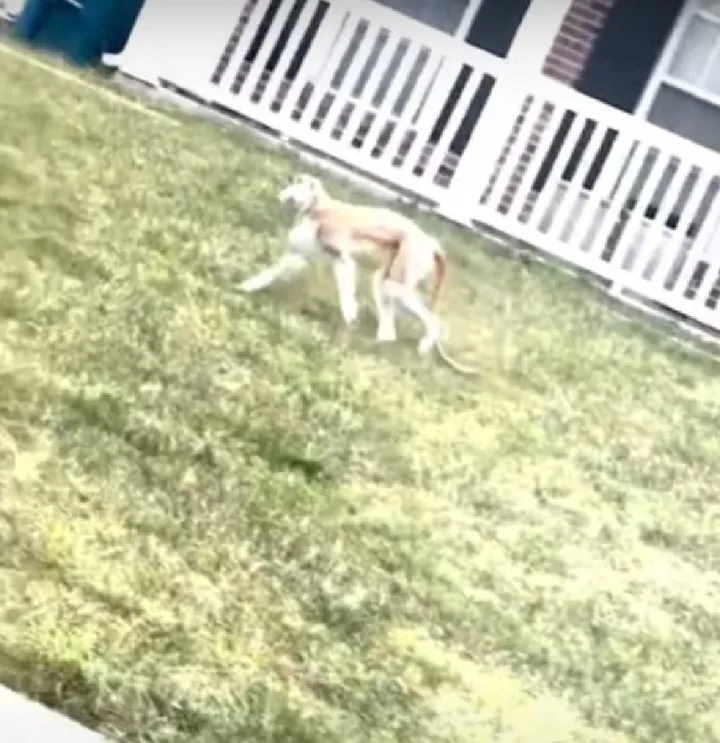 Обезьяна Момо.