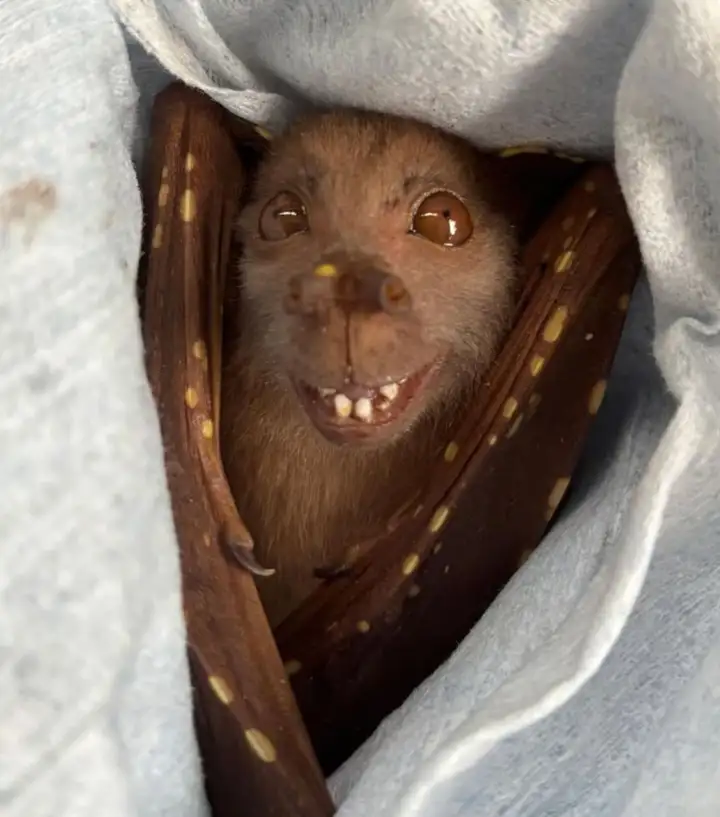 Летучая мышь.