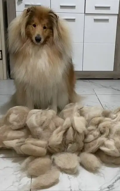 Колли после того, как её вычесали.