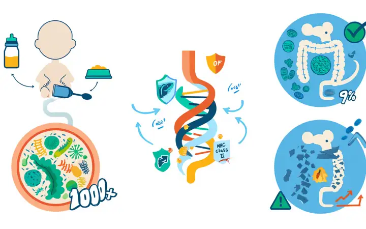 Когда ребенок переходит с грудного молока на твердую пищу, происходит нечто большее, чем просто смена меню. В этот момент его кишечник впервые сталкивается с огромным количеством новых микроорганизмов. И эта встреча запускает процесс, который определяет здоровье человека на десятилетия вперед.