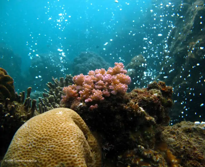 Пузырьки CO2, выходящие из вулканических трещин в Папуа-Новой Гвинее.