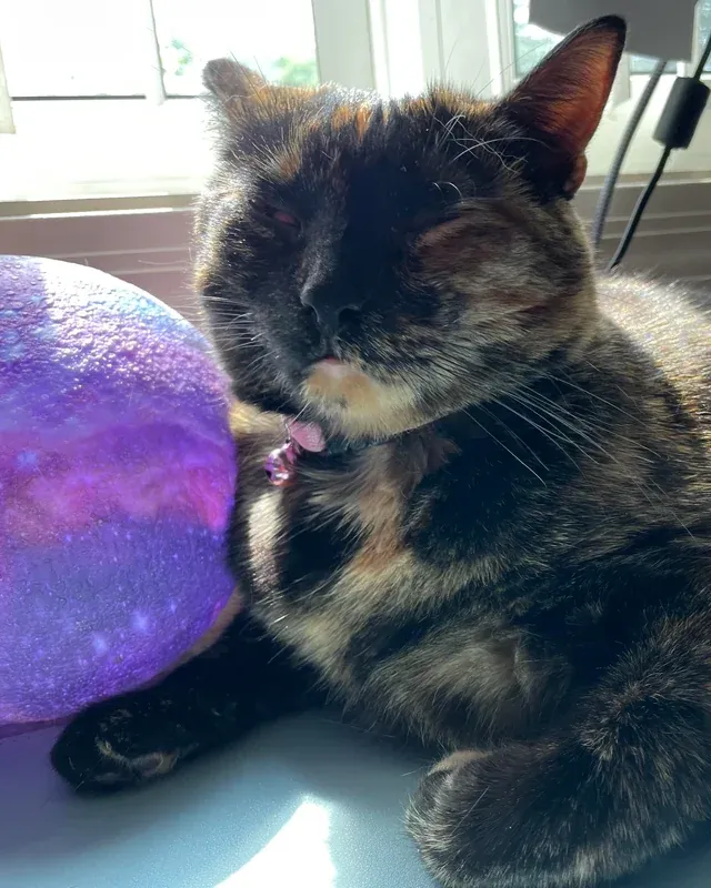 «Печенька не умеет мило спать». CatnipBurgers