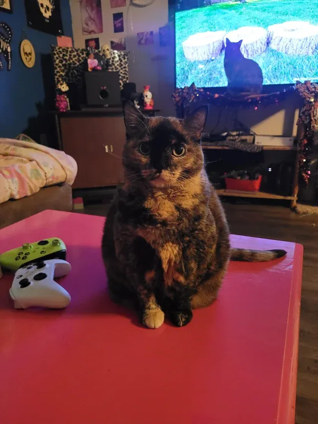 «У кого-нибудь еще есть пухленькая черепашка?» 