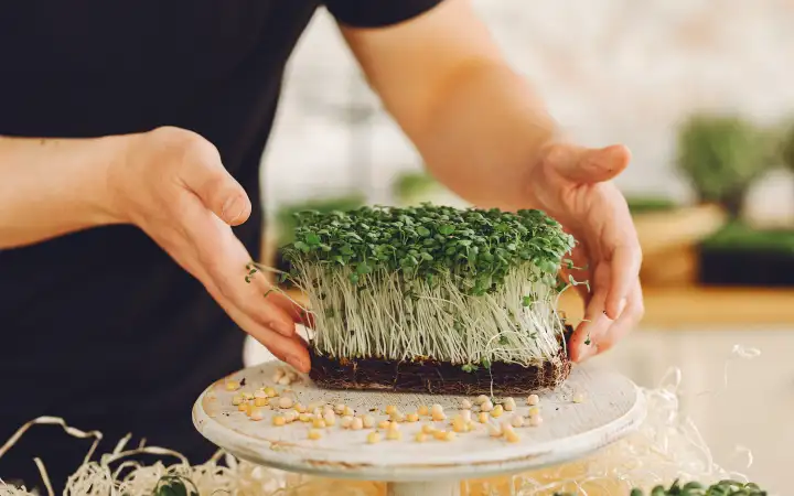 Микрозелень. 