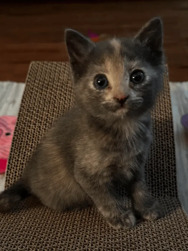 «Знакомьтесь, Чарли». 