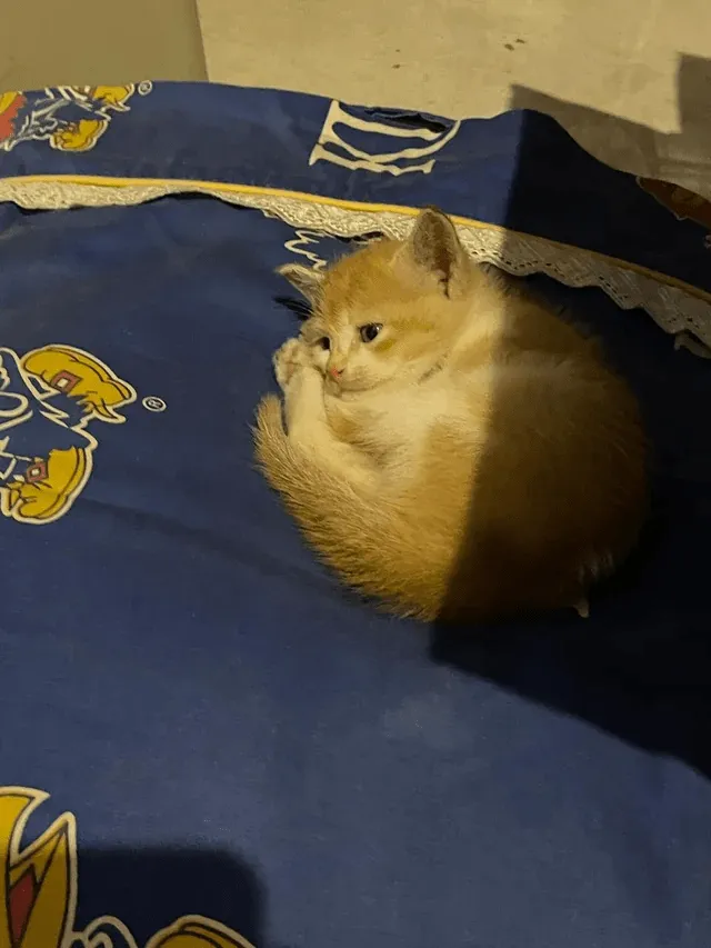 «Нашли этого брошенного и раненого малыша за мусорным контейнером. Сейчас у него все хорошо. Знакомьтесь, Томтом».