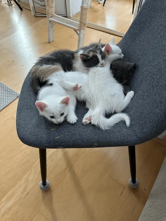 «Очередная нелегальная лужа для объятий. Это нужно прекратить!» 