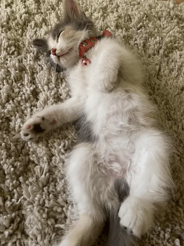 «Интересно, о чем она мечтает» u/FrancisCrickz