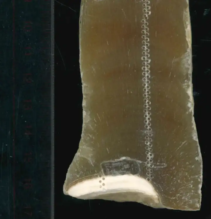 Образец сталагмита.