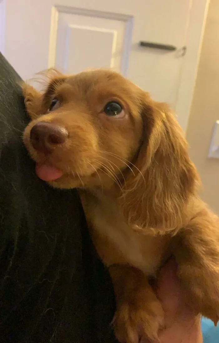 «Первая ночь Лолиты дома!»