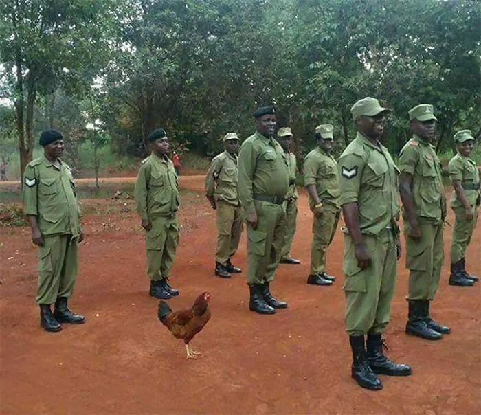 «Рядовой, Куд-кудах, стойте ровнее».