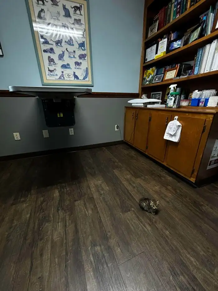 «Первый прием моего котенка у ветеринара».