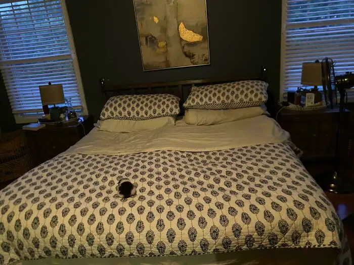 «Чекерс захватил нашу кровать».