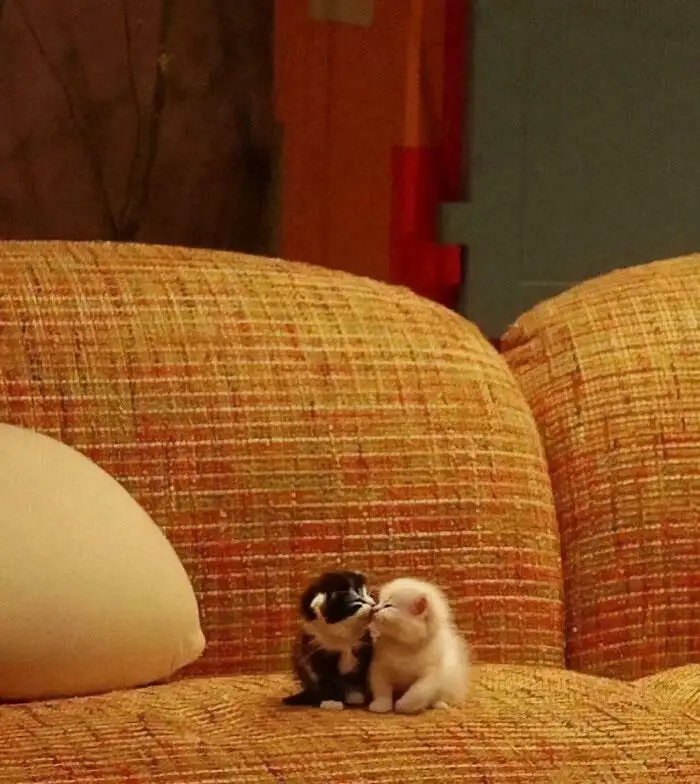 Милейшая парочка.