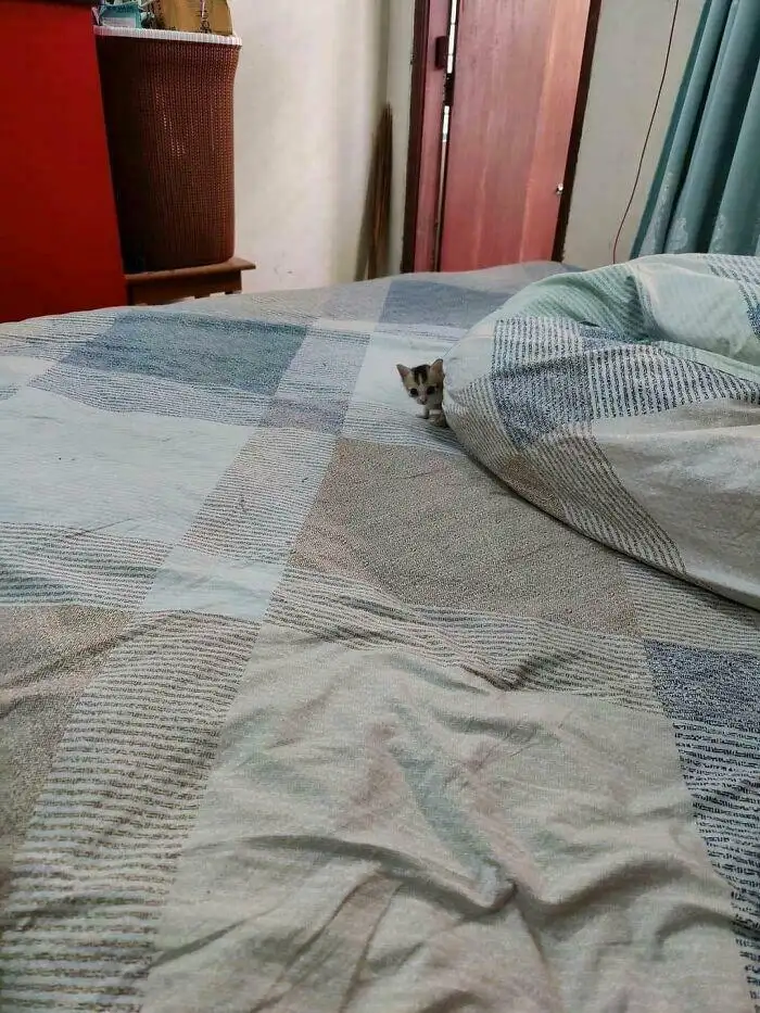 Пробник кошки.