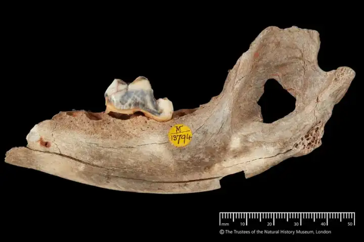 Челюстная кость собаки возрастом 14 300 лет.