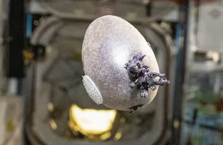 На МКС корни картошины растут во все стороны.