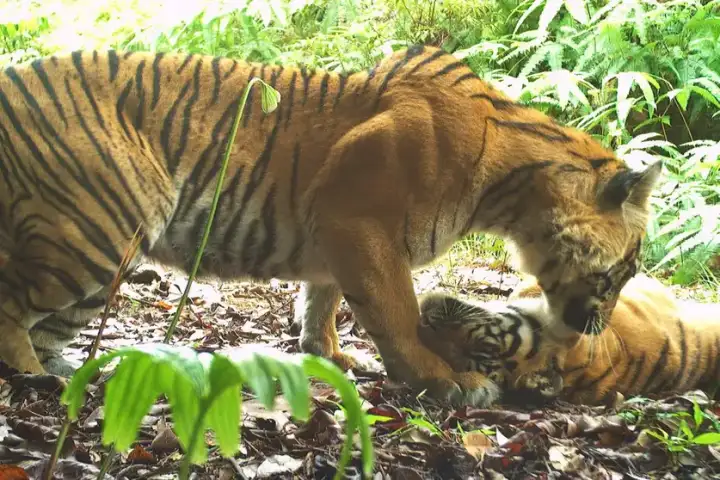 Мать ухаживает за крупным детёнышем.