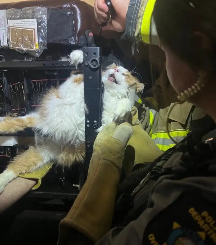 Тут он скорее всего понял, что лучше было бы к ветеринару.