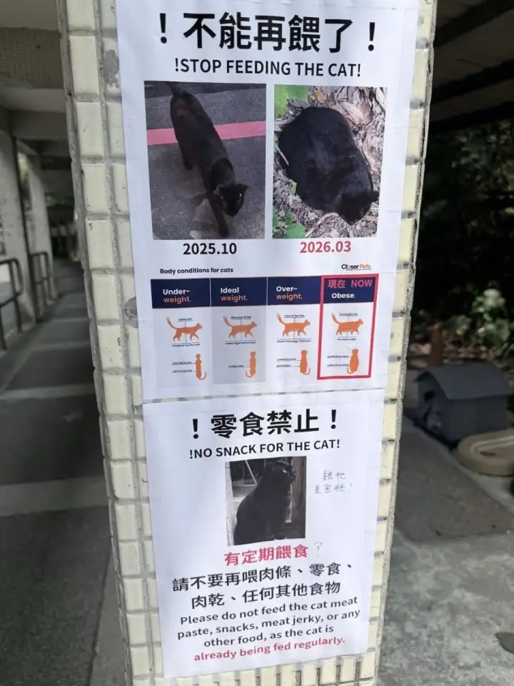 Листовки, призывающие больше не корить толстого кота.