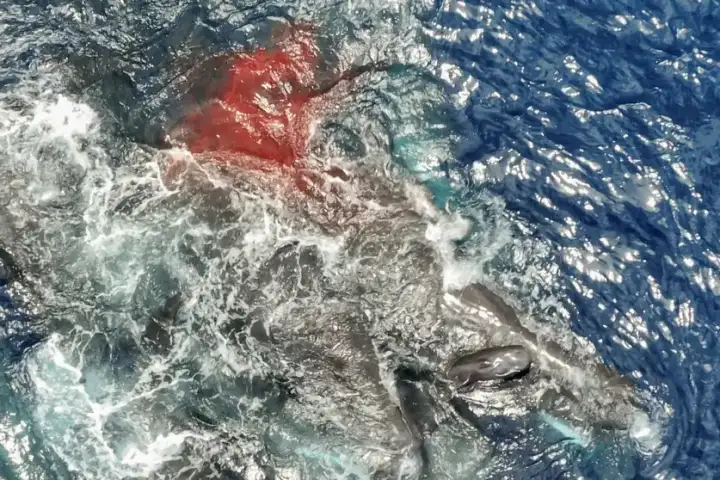 Новорожденный кашалот выныривает из воды после рождения (внизу справа).