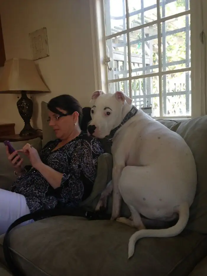 «Итак, мой брат нарисовал брови моей собаке».