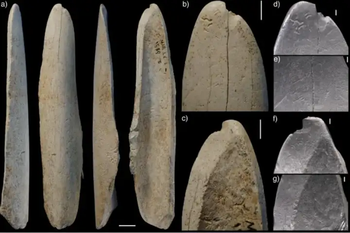 Отметины на костяном орудии позволяют предположить, что его использовали для снятия шкур с животных.