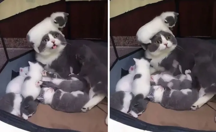 «Материнство».