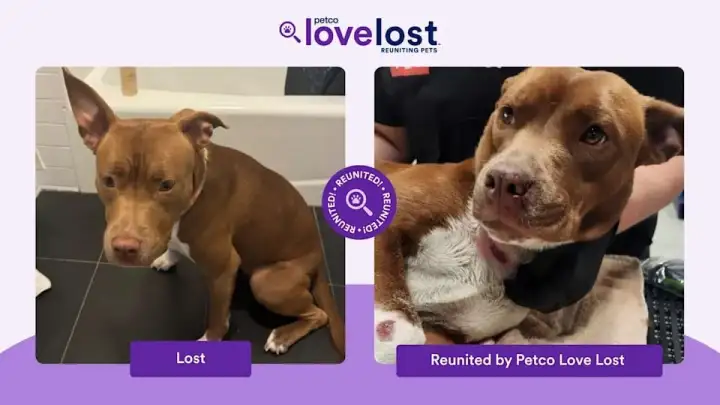 Найденный пёсик.