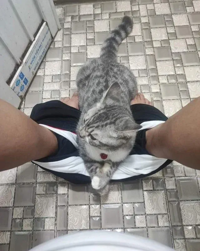 «Почему кошки делают это все время?»