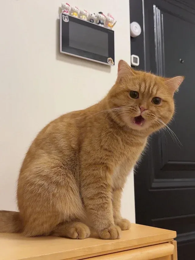 «Это выражение его лица, когда он злится».