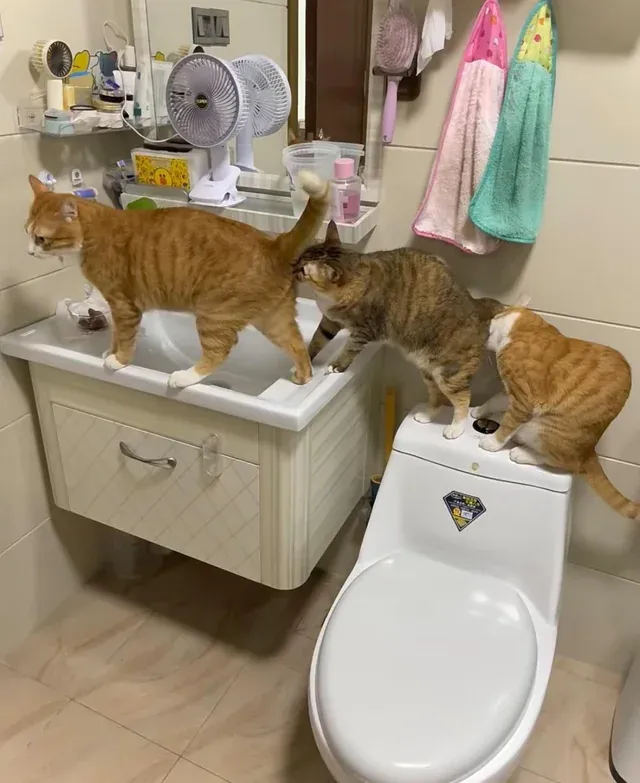 «Зачем они это делают?»