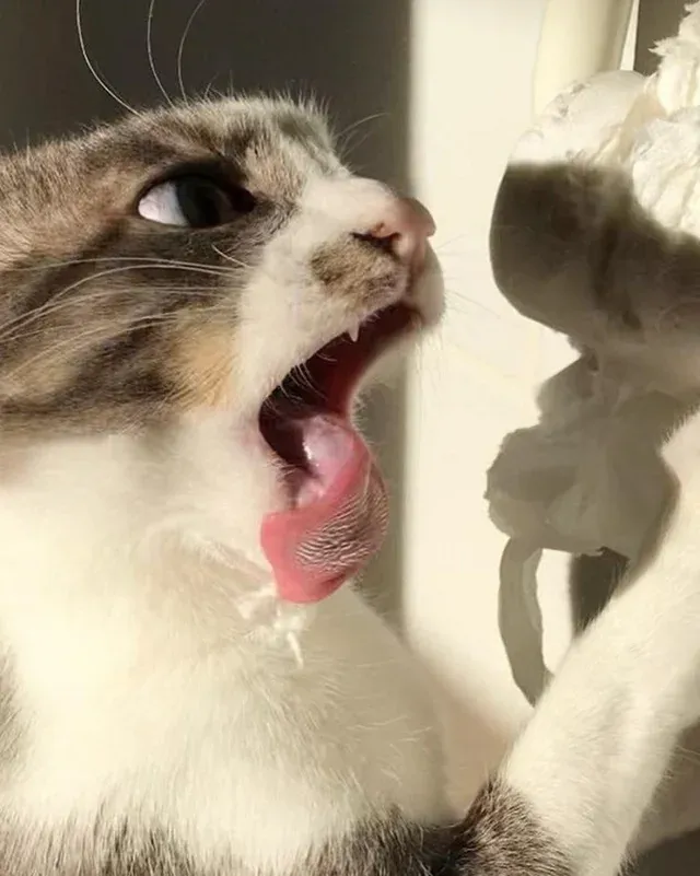 «Пойман за нападением на рулон туалетной бумаги».