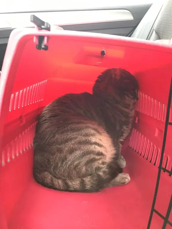 «Я думаю, она злиться».