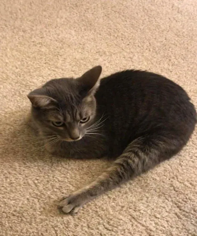 Кому вообще нужны четыре конечности.