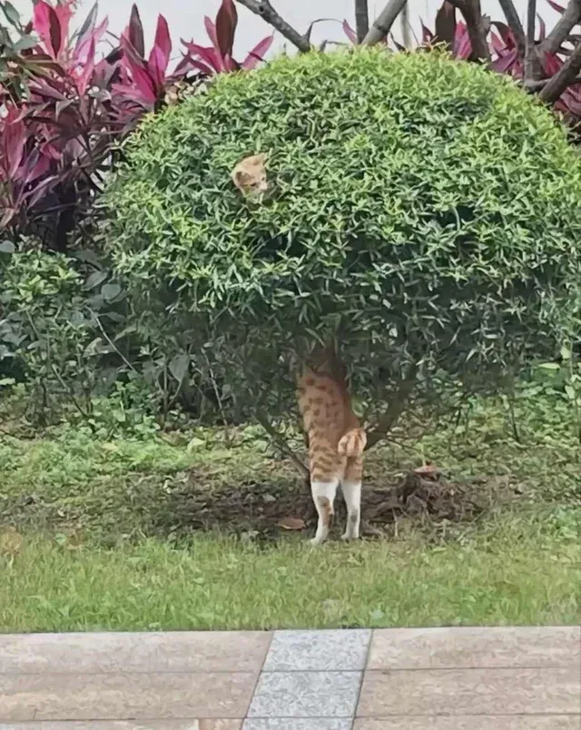 «Почему этот кот такой длинный?»