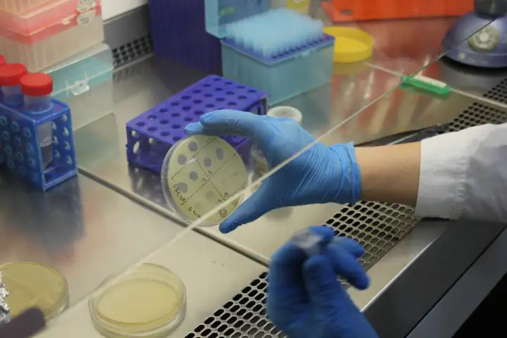 Бактериофаг, прогрызающий дыры в микробных колониях.