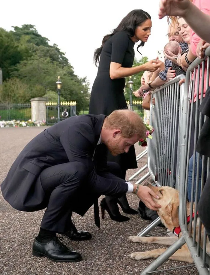 Кого-то умиляют дети, а кого-то песики.