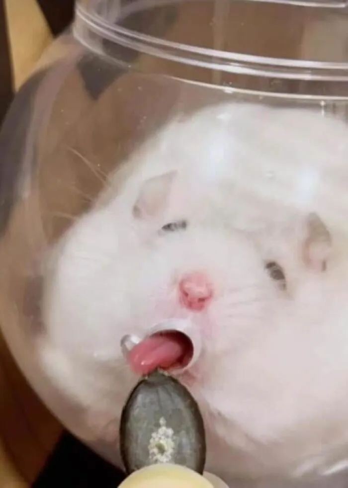 Настойчивый лизь.