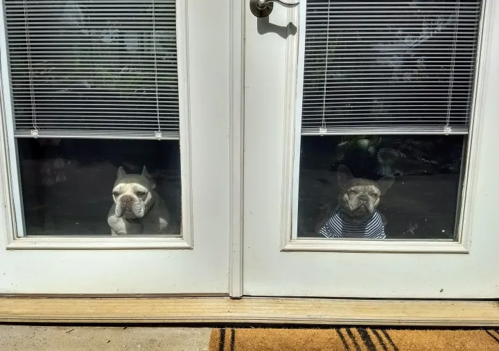 «Моя коллега приводит в офис своих собак, и вот, что я вижу, когда прихожу утром на работу».