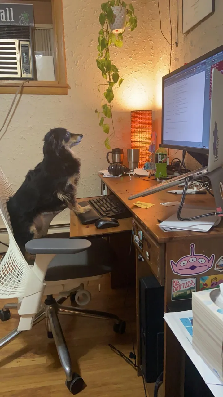 «А ваша собака тоже просматривает ваш код?»