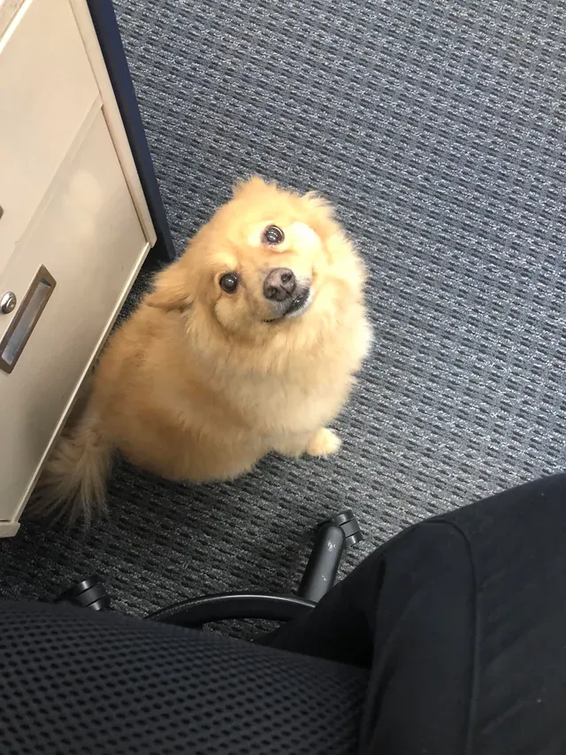 «Сегодня мой босс привел с собой на работу свою собаку. Теперь хвостик мой друг».