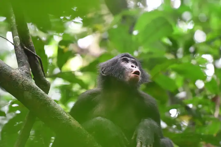 Молодая самка бонобо перекрикивается с остальными членами группы.