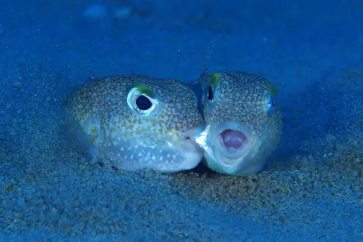 Сладкая парочка иглобрюхов.