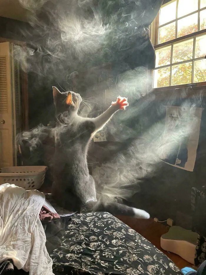 Котик в тумане.