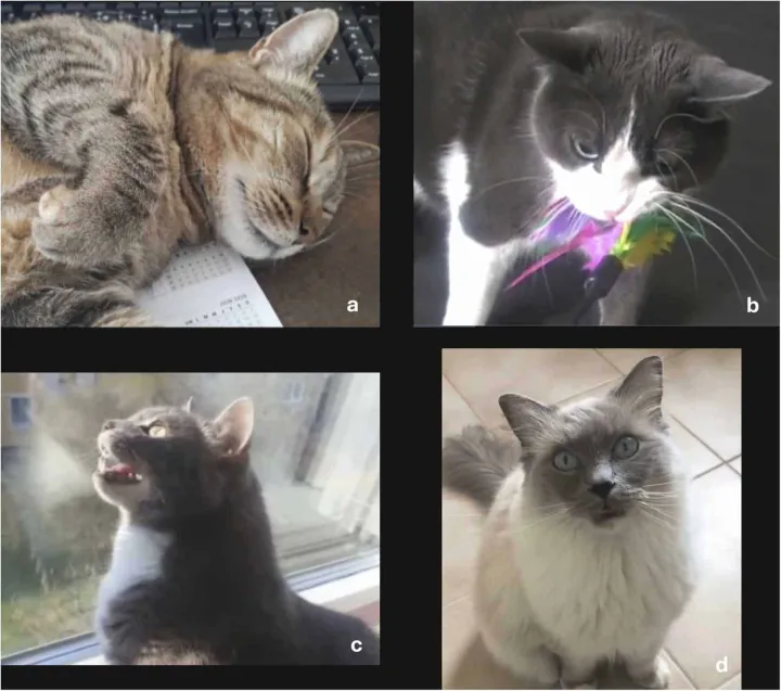 Участники эксперимента должны были правильно оценить эмоции кошек.